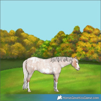 Horse Color:White Spotted Silver Sable Champagne Roan Splash Frame Appaloosa