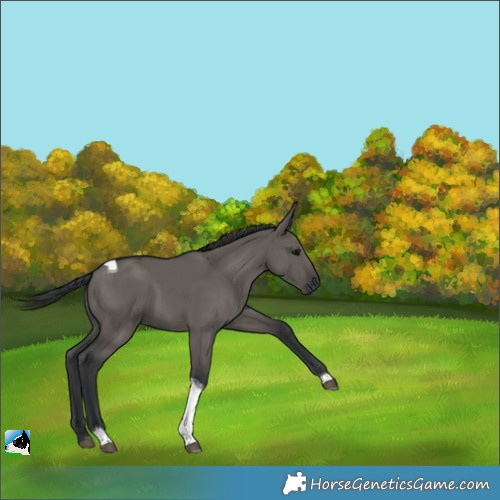 Horse Color:Grullo Tobiano 