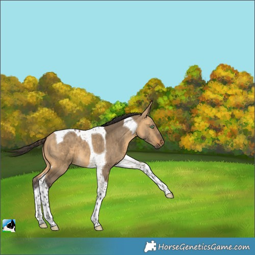 Horse Color:Buckskin Dun Tobiano 