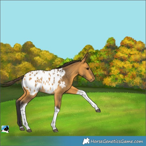 Horse Color:Buckskin Tobiano Appaloosa Rabicano 