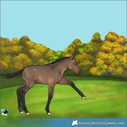 Horse Color:Brown Dun 