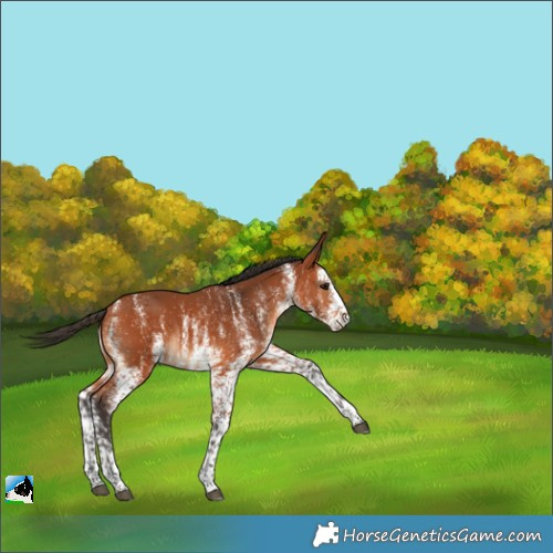 Horse Color:White Spotted Bay 