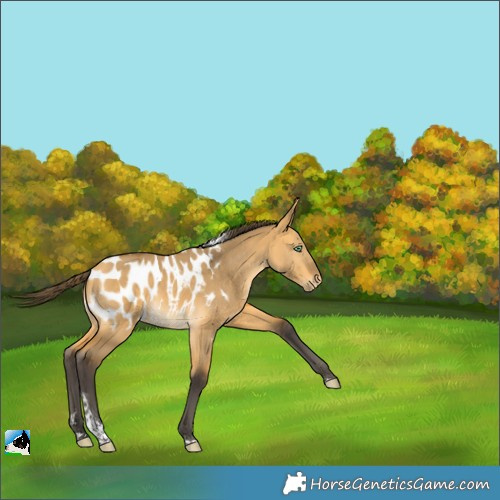 Horse Color:Buckskin Dun Tobiano Appaloosa Rabicano 