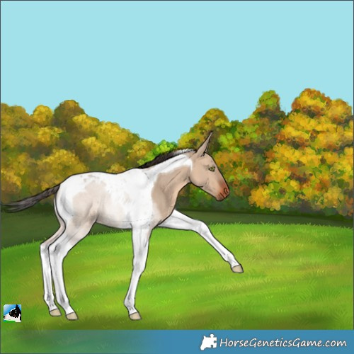 Horse Color:Bay Dun Tobiano 