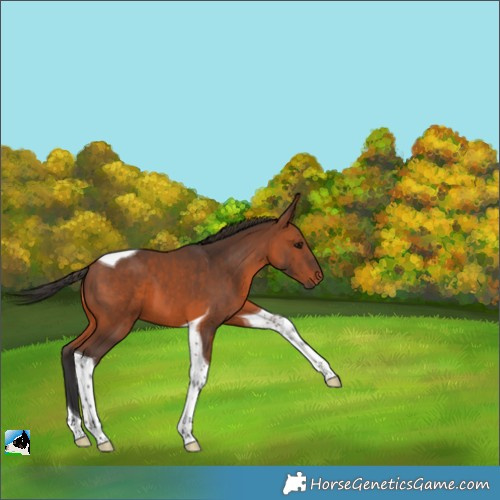 Horse Color:Bay Tobiano 