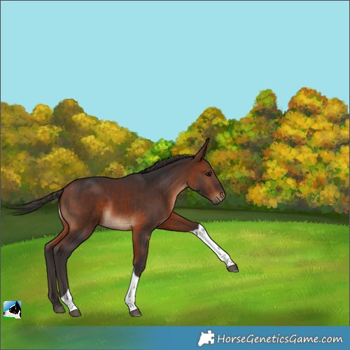 Horse Color:Bay Tobiano Rabicano 