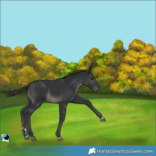 Horse Color:Black 