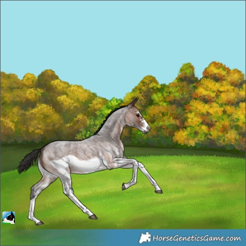 Horse Color:White Spotted Brown Roan Frame 