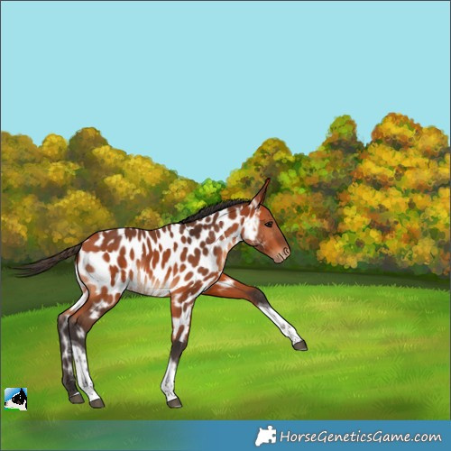 Horse Color:Bay Tobiano Near Leopard Rabicano 