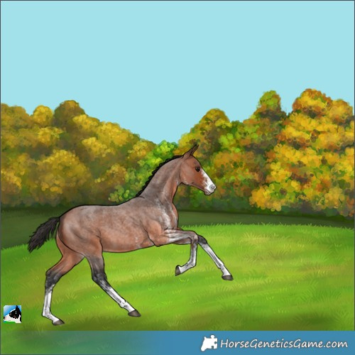 Horse Color:White Spotted Bay Roan 