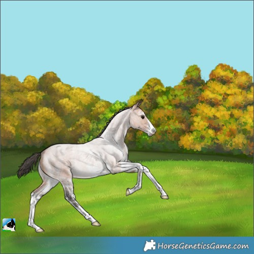 Horse Color:White Spotted Bay Roan 