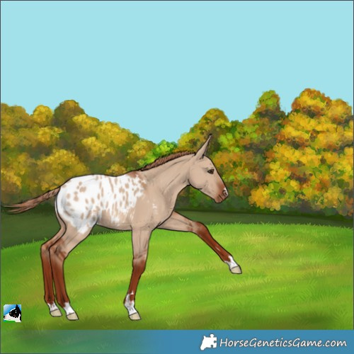 Horse Color:Red Dun Appaloosa Rabicano 