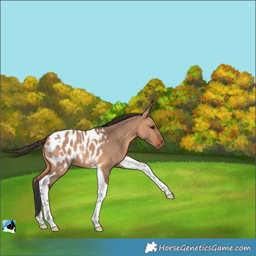 Horse Color:Bay Dun Tobiano Appaloosa Rabicano 