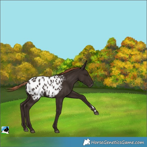 Horse Color:Liver Chestnut Appaloosa Rabicano 