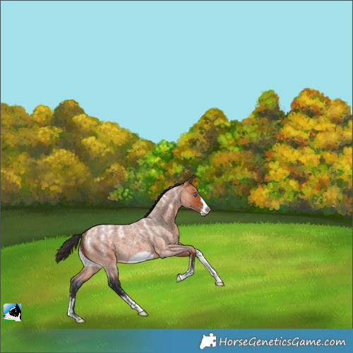 Horse Color:Powder White Bay Roan Frame 