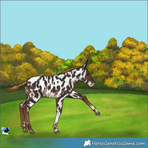 Horse Color:Liver Chestnut Appaloosa Rabicano 