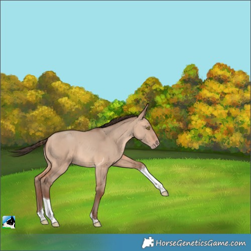 Horse Color:Amber Champagne Dun Tobiano Rabicano 