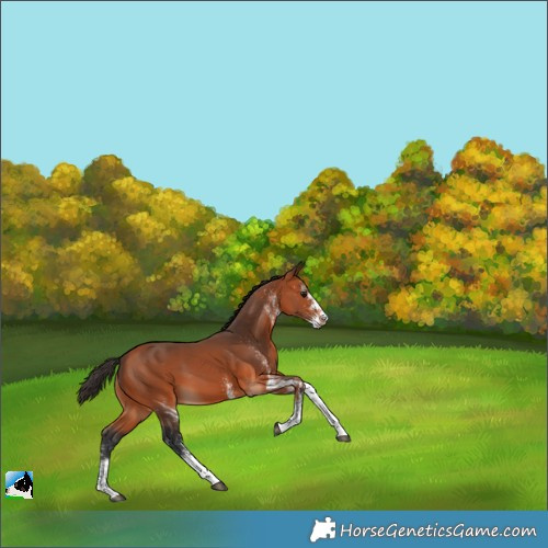 Horse Color:White Spotted Bay 