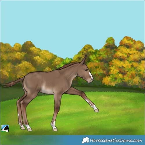 Horse Color:Liver Red Dun Rabicano 