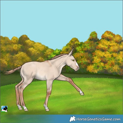 Horse Color:Gold Champagne Dun Rabicano 