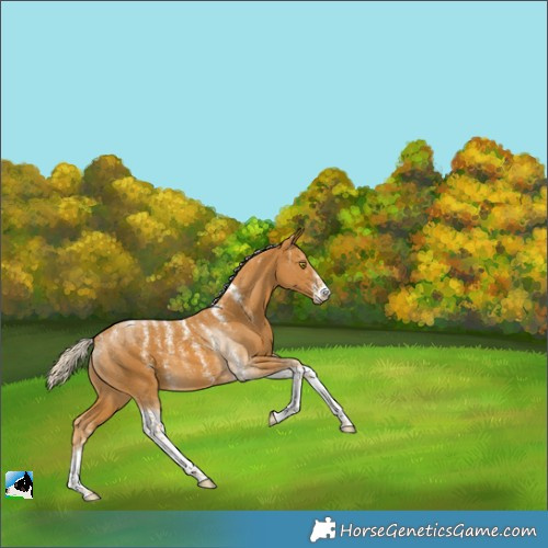 Horse Color:Powder White Palomino Tobiano 