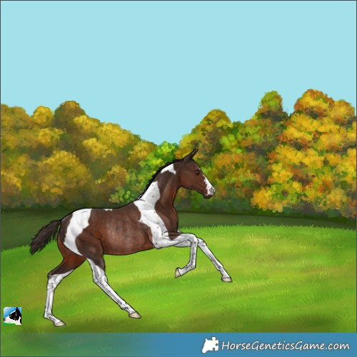 Horse Color:Liver Chestnut Tobiano Rabicano 