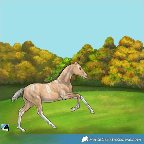 Horse Color:Powder White Gold Cream Champagne 