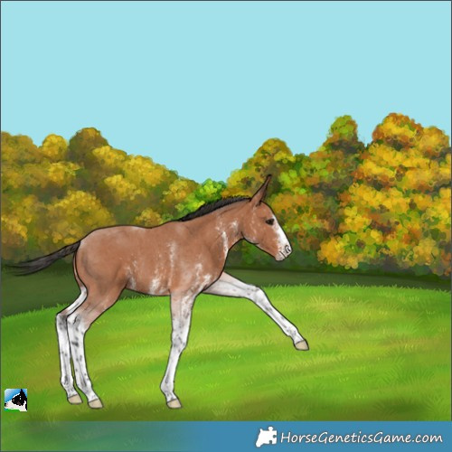 Horse Color:White Spotted Bay Tobiano Rabicano 