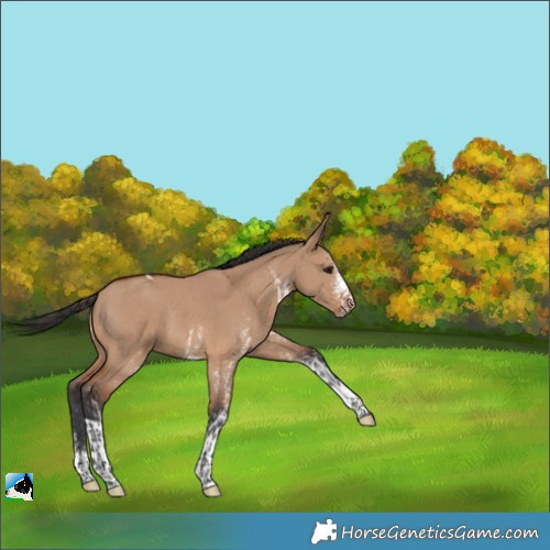 Horse Color:White Spotted Bay Dun Tobiano Rabicano 