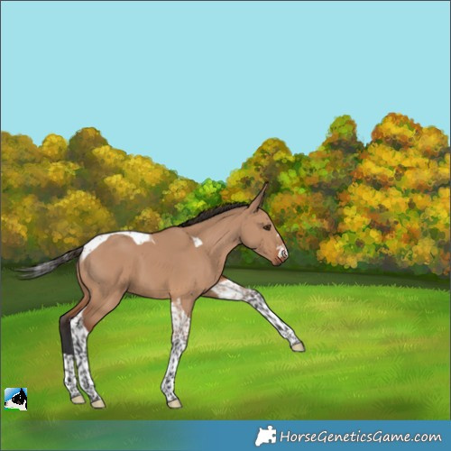 Horse Color:Bay Dun Tobiano 