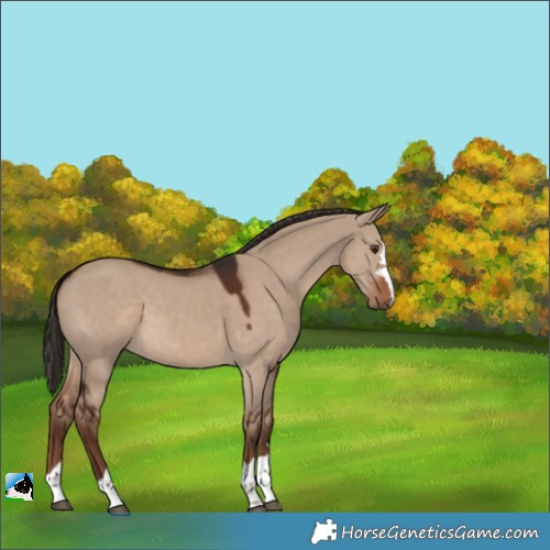 Horse Color:Liver Red Dun 