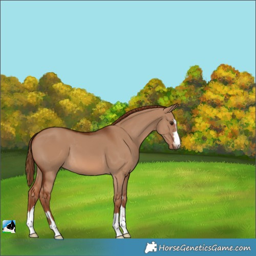 Horse Color:Red Dun 