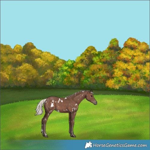 Horse Color:White Spotted Silver Black 
