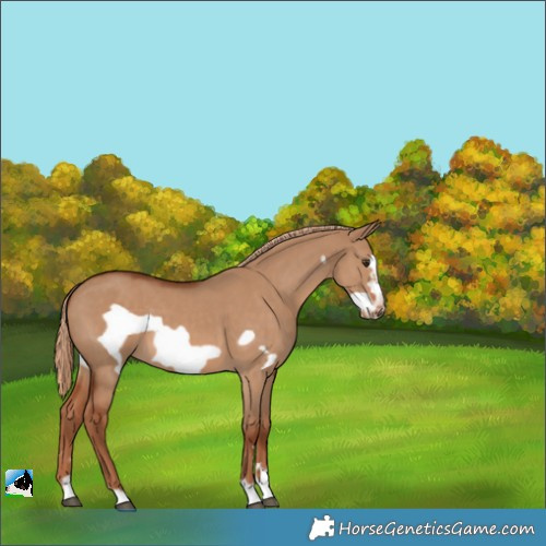 Horse Color:Red Dun Frame 