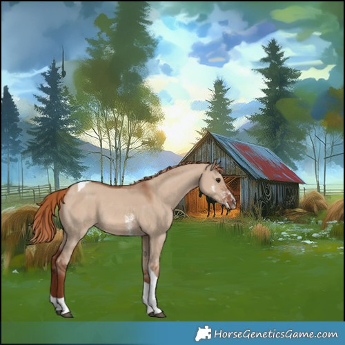 Horse Color:Red Dun Sabino Tobiano Rabicano