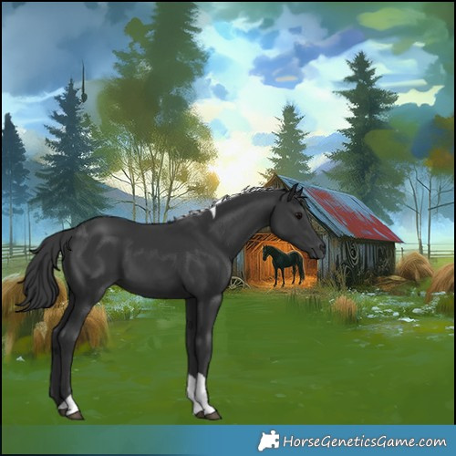 Horse Color:Black Tobiano 