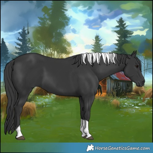 Horse Color:Black Tobiano
