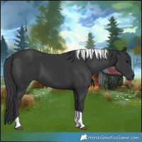 Horse Color:Black Tobiano 