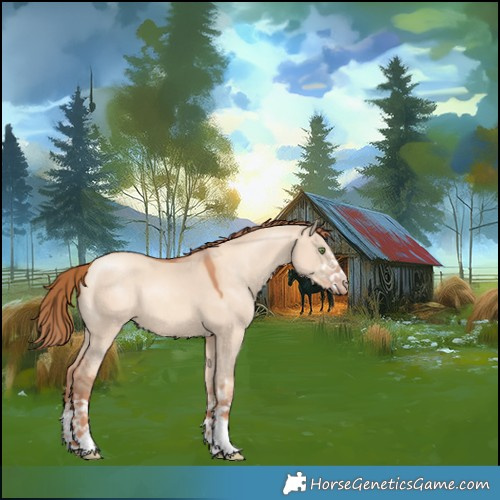 Horse Color:White Spotted Gold Champagne Dun 