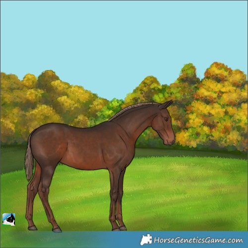 Horse Color:Liver Chestnut 