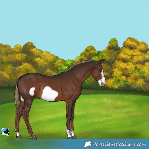 Horse Color:Liver Chestnut Frame 