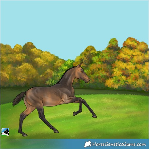 Horse Color:Buckskin Rabicano 