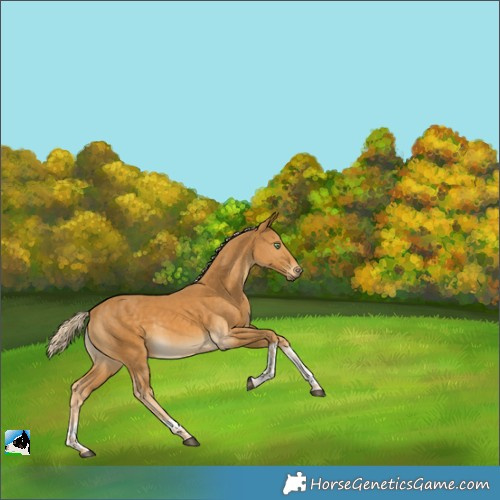 Horse Color:Palomino Tobiano 