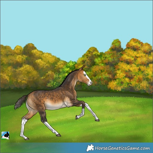 Horse Color:Buckskin Splash 