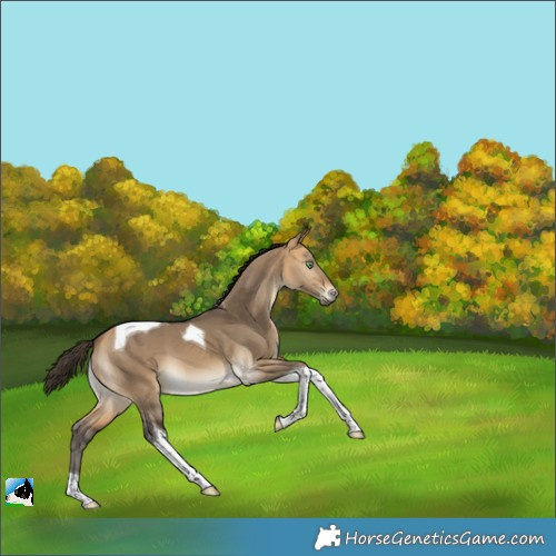 Horse Color:Buckskin Dun Tobiano 