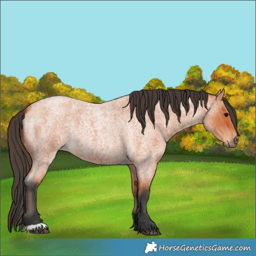 Horse Color:Bay Roan 