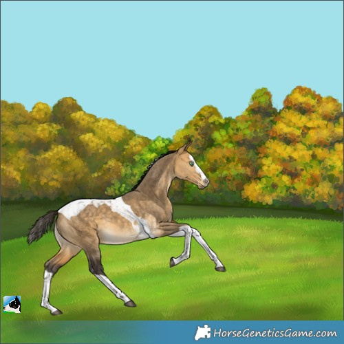 Horse Color:Buckskin Dun Splash Tobiano 