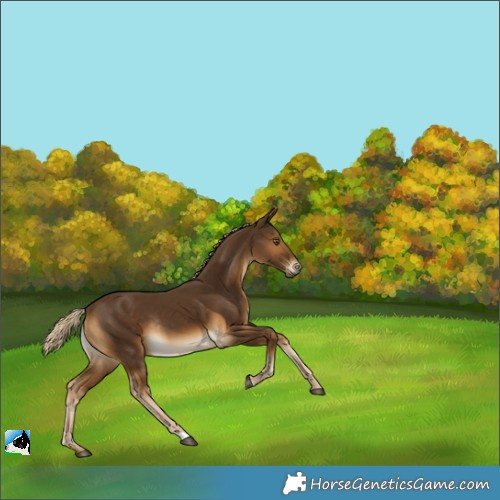 Horse Color:Chocolate Palomino Rabicano 