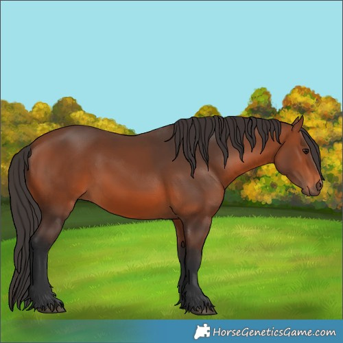 Horse Color:Bay 