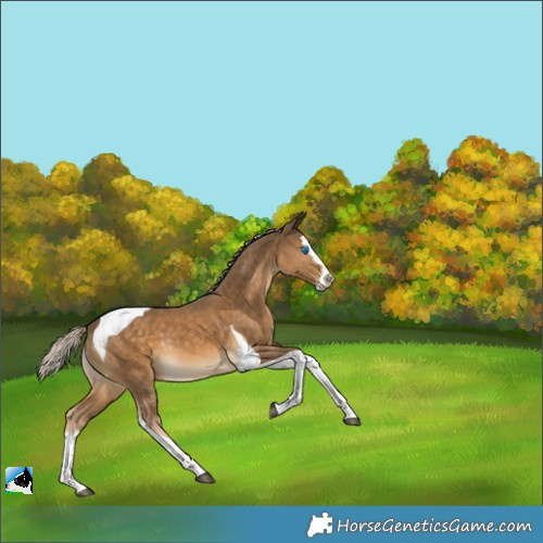Horse Color:Chocolate Palomino Splash Tobiano 